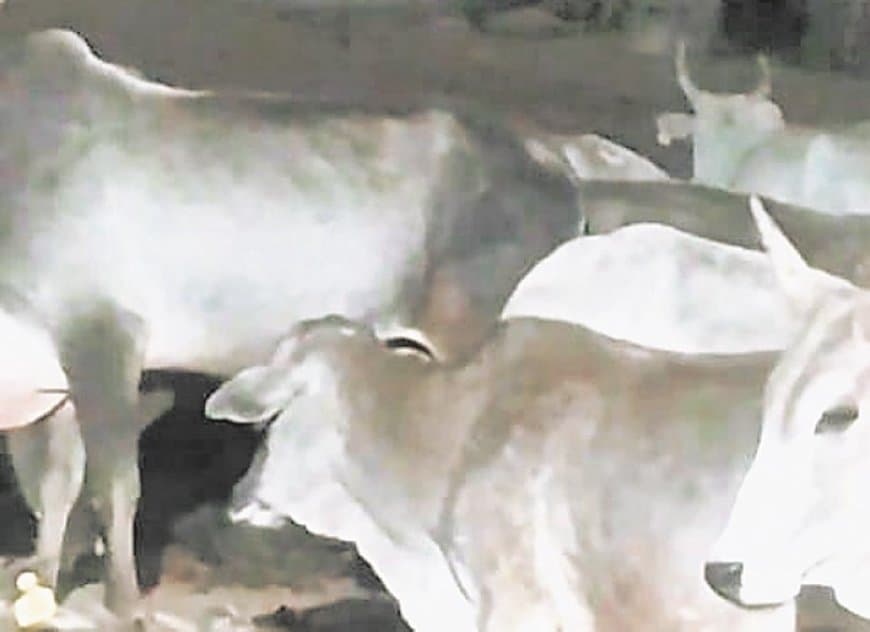 गौशाला में घुसा तेंदुआ, गाय का शिकार, ग्रामीणों में दहशत बढ़ी लगातार