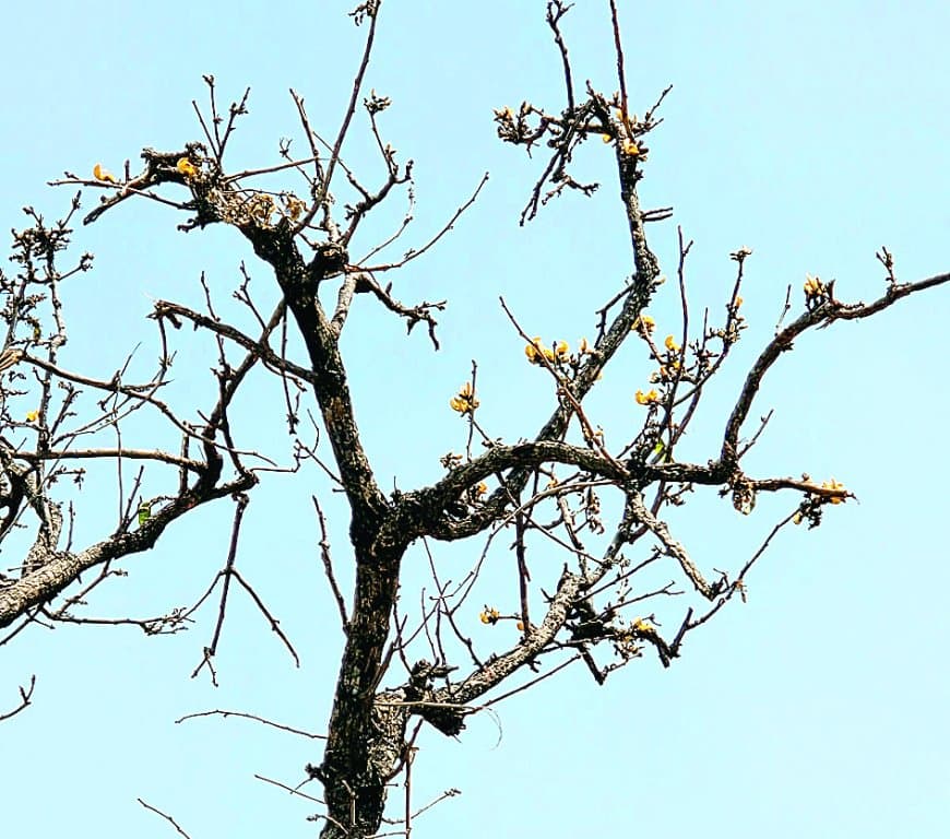 फोरलेन परियोजना में घिरा दुर्लभ पीला पलाश, संरक्षण और पुनरोपण की तैयारी शुरू