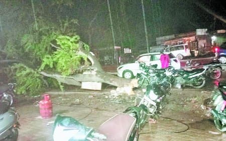 बारिश में भीगा तीन लाख एमटी गेहूं, लापरवाही से उजागर हुई सरकारी तैयारी
