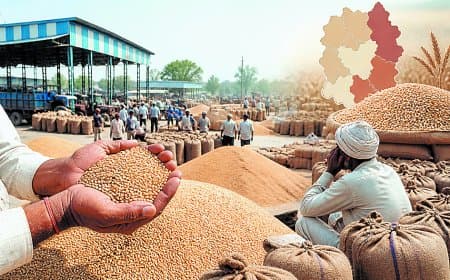 रीवा संभाग में गेहूं खरीदी धीमी, लक्ष्य से बहुत पीछे प्रशासन अब भी परेशान