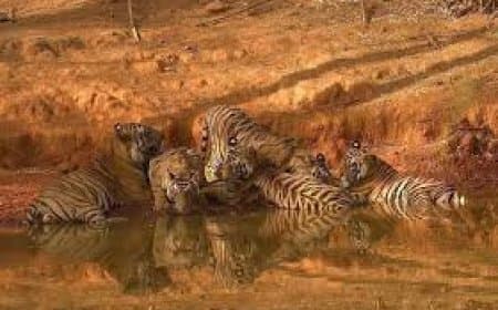 टाइगर स्टेट के लिए खुशखबरी: वीरांगना दुर्गावती टाइगर रिजर्व में गूँजी चार शावकों की किलकारी