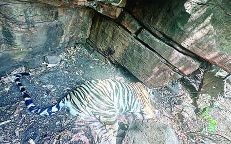 पन्ना टाइगर रिजर्व में बाघ की मौत, रेस्क्यू के बाद उठे गंभीर सवाल