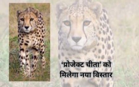 बोत्सवाना से लाए गए चीतों ने पूरा किया क्वारंटीन, ‘प्रोजेक्ट चीता’ को मिलेगा नया विस्तार