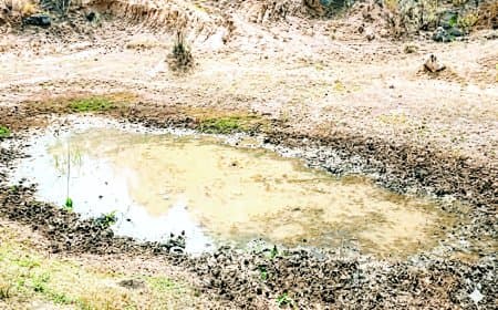 जल संकट से जंगल बेहाल, पानी की तलाश में गांवों की ओर बढ़ने लगे वन्यजीव