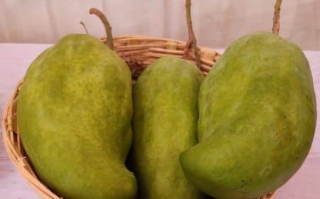 नूरजहाँ आम मध्यप्रदेश: जानिए किंग ऑफ मैंगो नूरजहाँ की कीमत और खासियत