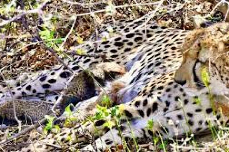 कूनो नेशनल पार्क में 4 चीता शावकों की मौत: मादा चीता ज्वला के शावकों के शव क्षत-विक्षत मिले