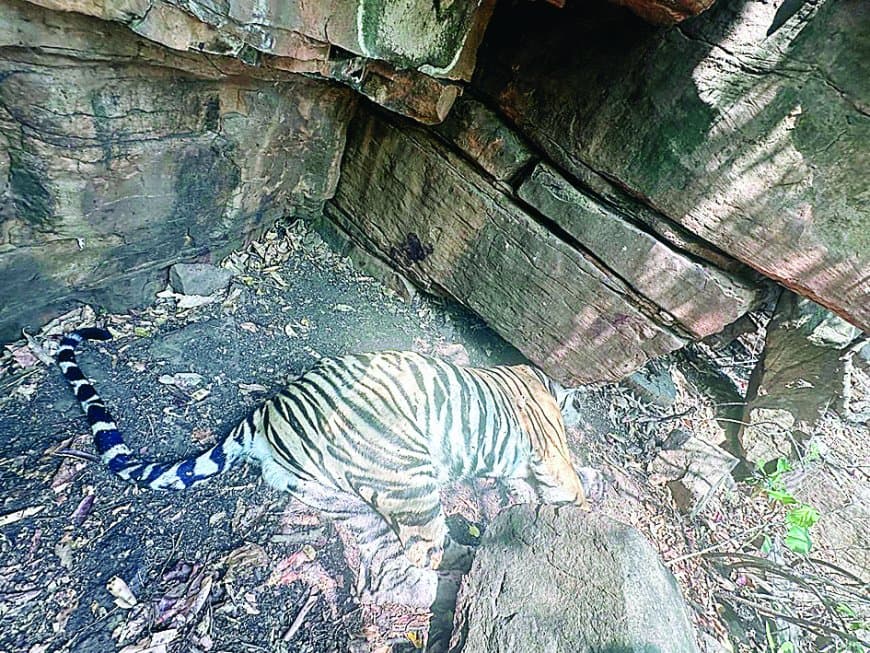 पन्ना टाइगर रिजर्व में बाघ की मौत, रेस्क्यू के बाद उठे गंभीर सवाल