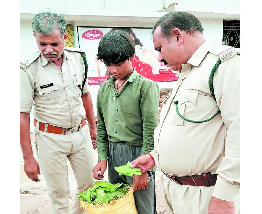 गोरा गांव जंगल में अवैध तेंदूपत्ता तोड़ाई पर वन विभाग की सख्त कार्रवाई शुरू