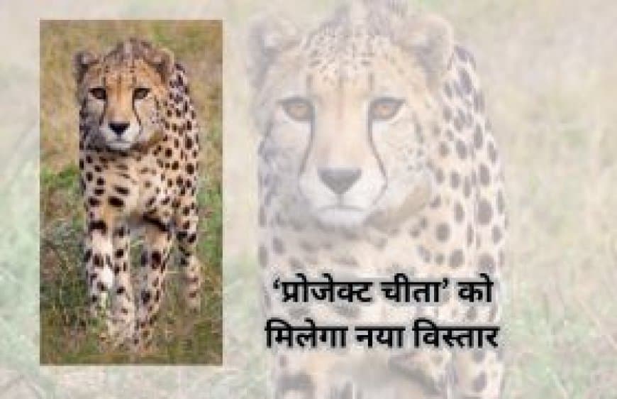 बोत्सवाना से लाए गए चीतों ने पूरा किया क्वारंटीन, ‘प्रोजेक्ट चीता’ को मिलेगा नया विस्तार