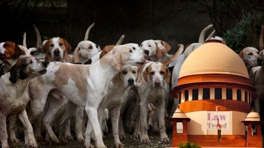 कुत्ता प्रेमियों को सुप्रीम झटका... देशभर की सड़कों से हटेंगे आवारा कुत्ते... एंटी रेबीज वैक्सीन उपलब्ध कराएं राज्य