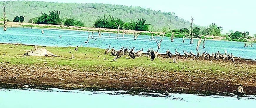 सतना के जंगलों में बढ़ा गिद्धों का कुनबा, पर्यावरण संरक्षण को बल