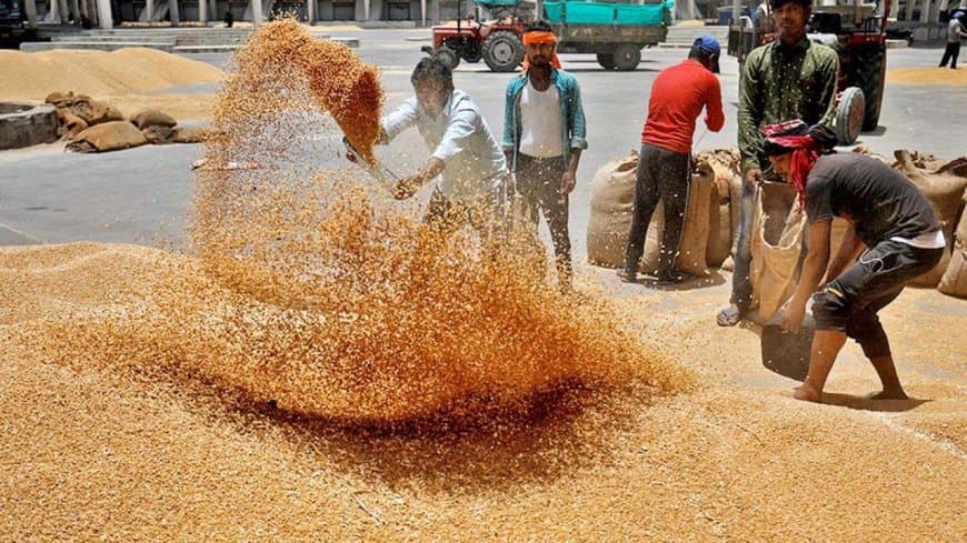 मध्यप्रदेश देश में अव्वल: अब तक 13.36 लाख किसानों से प्रदेश सरकार ने खरीदा 103 लाख मीट्रिक टन गेहूं