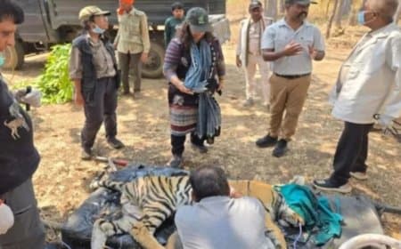 कान्हा में कैनाइन डिस्टेंपर वायरस का कोहराम, 6 बाघों की मौत के बाद एक और बाघ रेस्क्यू