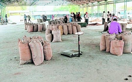 मंडी में तिल-दालों की तेजी, किसानों को लाभ उपभोक्ताओं की चिंता बढ़ी