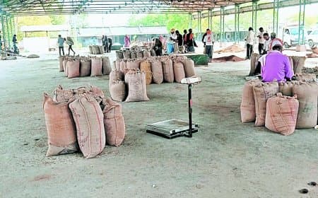 मंडी की तुलाई पर उठे सवाल, किसान बोले वजन में दिख रहा अंतर