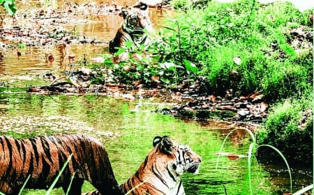 संजय टाइगर रिजर्व में एकसाथ दिखे तीन बाघ, पानी में आराम करते कैमरों में कैद हुए
