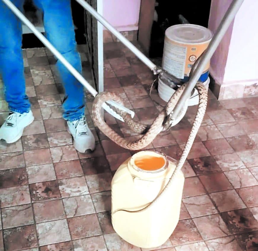 भोज मुक्त विवि से संतोष विहार तक वन्यजीव रेस्क्यू, सुरक्षित पकड़े गए सांप