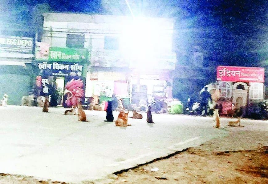 कोष्टा में बनेगा कुत्तों का शेल्टर होम, 300 आदमखोर कुत्तों की होगी व्यवस्था