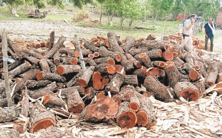 अहिरगवां में पचास क्विंटल अवैध खैर काष्ठ जब्त, वन विभाग ने जांच तेज की