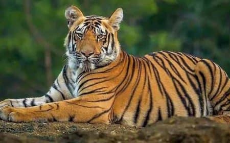 मध्यप्रदेश: बाघों का बढ़ता खौफ, छह माह में 43 लोगों की मौत... शहडोल में 13, सिवनी में 10 की गई जान