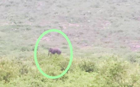 मैहर में हाथी ई-5 ने गोरसरी पहाड़ के पास डाला डेरा, प्रशासन हाई अलर्ट पर