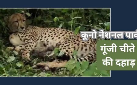 गूंजी चीते की दहाड़: KGP12 ने दिए 4 नए शावकों को जन्म, भारत में चीतों की संख्या बढ़कर हुई 54