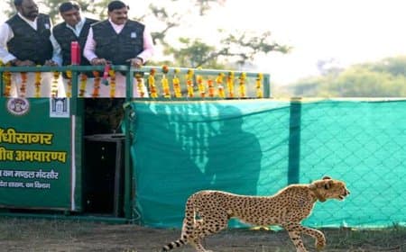 गांधी सागर अभयारण्य में बढ़ी चीतों की संख्या, मुख्यमंत्री ने छोड़ी मादा चीता 'राधा'