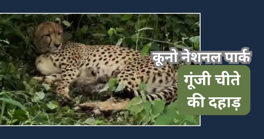 गूंजी चीते की दहाड़: KGP12 ने दिए 4 नए शावकों को जन्म, भारत में चीतों की संख्या बढ़कर हुई 54
