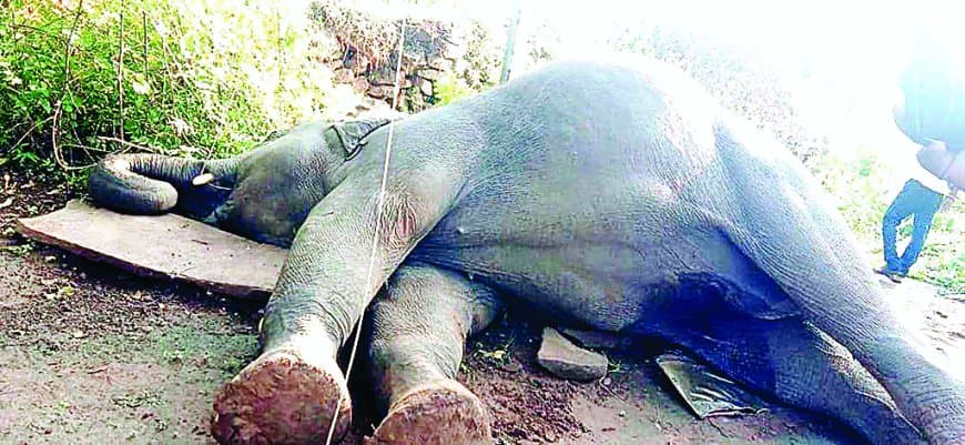 मऊगंज में करंट की चपेट में आया नर हाथी, साथी भरत अकेला अब बांधवगढ़ जाएगा