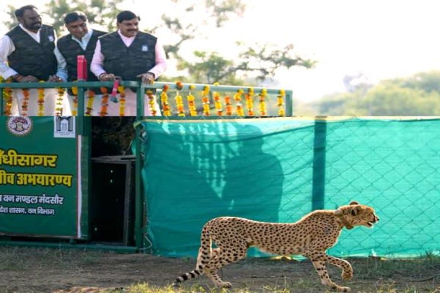 गांधी सागर अभयारण्य में बढ़ी चीतों की संख्या, मुख्यमंत्री ने छोड़ी मादा चीता 'राधा'