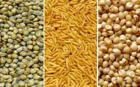 समर्थन मूल्य पर धान, ज्वार एवं बाजरा उपार्जन के लिए 3 लाख से अधिक किसानों ने कराया पंजीयन