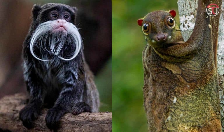 Most Rare Species You Would Barely See in Life