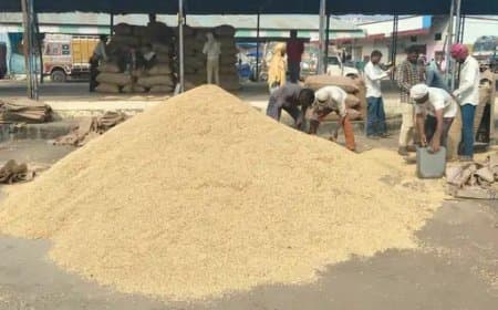 मंडी में रिकॉर्ड 10 हजार क्विंटल धान की आवक