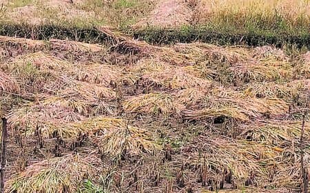 रायसेन में बारिश से धान की फसल को नुकसान