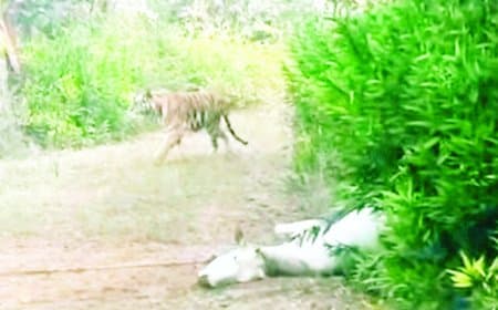 बघेला रिसॉर्ट के आसपास शावकों सहित बाघिन का 5 दिन से डेरा