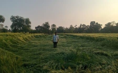 मध्यप्रदेश: भोपाल में कोहरा... प्रदेश में बारिश-ओलावृष्टि से फसल चौपट