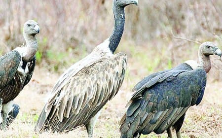 रीवा वनमंडल में 20 फरवरी से गिद्धों की गणना, 6 रेंजों में उतरेगा अमला