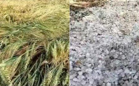 मध्यप्रदेश: बे-मौसम आंधी-बारिश... किसानों की उम्मीदों पर ‘ओलावृष्टि’