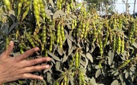 बड़ी उपलब्धि: कृषि उत्पादन में देश के शीर्ष राज्यों में शामिल मध्यप्रदेश