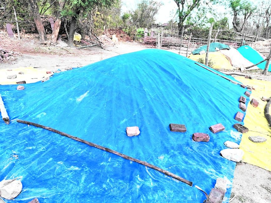 एमएसपी पर खरीदी में देरी, किसान औने पौने दाम में बेचने को मजबूर एमएसपी पर खरीदी में देरी, किसान औने पौने दाम में बेचने को मजबूर