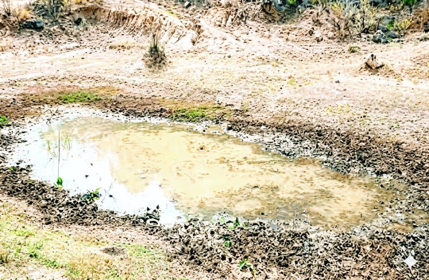 जल संकट से जंगल बेहाल, पानी की तलाश में गांवों की ओर बढ़ने लगे वन्यजीव जल संकट से जंगल बेहाल, पानी की तलाश में गांवों की ओर बढ़ने लगे वन्यजीव
