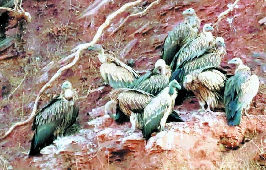 डाइक्लोफेनिक दवाओं से घटे गिद्ध, संरक्षण और गणना अभियान तेज हुआ सतना जिले में डाइक्लोफेनिक दवाओं से घटे गिद्ध, संरक्षण और गणना अभियान तेज हुआ सतना जिले में