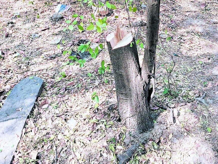 टीकर में एक रात में कटे 12 चंदन पेड़, गिरोह सक्रिय टीकर में एक रात में कटे 12 चंदन पेड़, गिरोह सक्रिय
