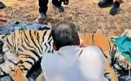 कान्हा टाइगर रिजर्व में बाघों की मौत: हाई कोर्ट ने राज्य सरकार से मांगी रिपोर्ट, दिए ये बड़े निर्देश कान्हा टाइगर रिजर्व में बाघों की मौत: हाई कोर्ट ने राज्य सरकार से मांगी रिपोर्ट, दिए ये बड़े निर्देश