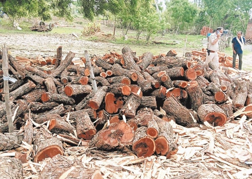 अहिरगवां में पचास क्विंटल अवैध खैर काष्ठ जब्त, वन विभाग ने जांच तेज की अहिरगवां में पचास क्विंटल अवैध खैर काष्ठ जब्त, वन विभाग ने जांच तेज की