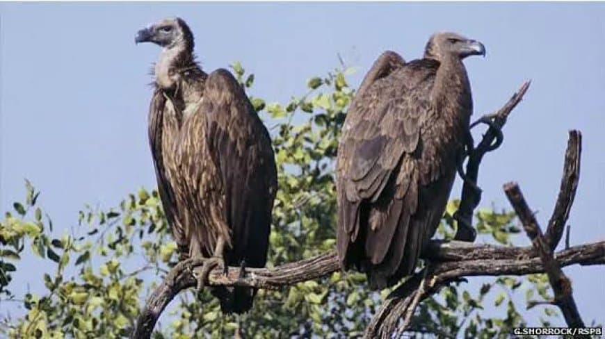 पन्ना में वन्यजीव संरक्षण को बड़ा झटका: एक साथ आठ दुर्लभ गिद्धों की संदिग्ध मौत से हड़कंप पन्ना में वन्यजीव संरक्षण को बड़ा झटका: एक साथ आठ दुर्लभ गिद्धों की संदिग्ध मौत से हड़कंप