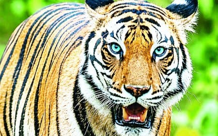 नीली आंखों वाली बाघिन टी-29 लापता, बदलते जंगलों ने बढ़ाई वन्यजीव संरक्षण की चिंता गंभीर नीली आंखों वाली बाघिन टी-29 लापता, बदलते जंगलों ने बढ़ाई वन्यजीव संरक्षण की चिंता गंभीर