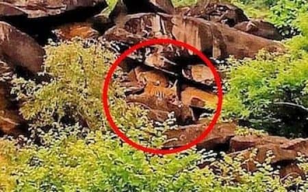 मध्यप्रदेश: शिवपुरी के माधव टाइगर रिजर्व में बढ़ा बाघों का कुनबा... एमटी-4 ने दिया शावक को जन्म