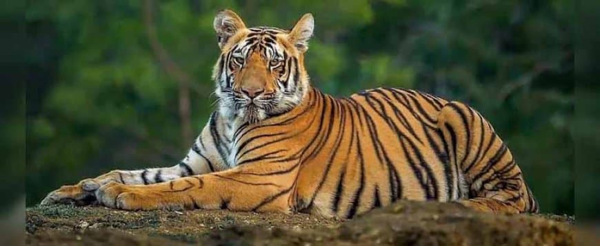 मध्यप्रदेश: बाघों का बढ़ता खौफ, छह माह में 43 लोगों की मौत... शहडोल में 13, सिवनी में 10 की गई जान मध्यप्रदेश: बाघों का बढ़ता खौफ, छह माह में 43 लोगों की मौत... शहडोल में 13, सिवनी में 10 की गई जान