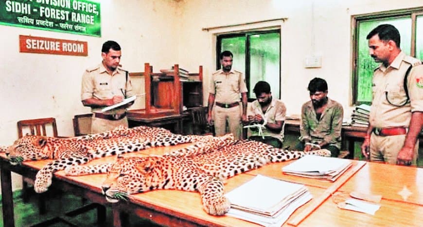 सीधी में तेंदुए की खाल बरामदगी से बढ़ा जांच दायरा, मऊगंज में तीन संदिग्ध हिरासत में सीधी में तेंदुए की खाल बरामदगी से बढ़ा जांच दायरा, मऊगंज में तीन संदिग्ध हिरासत में